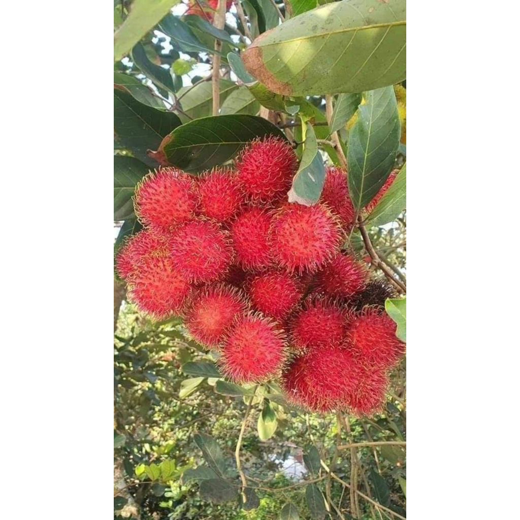 

buah rambutan Binjai manis segar