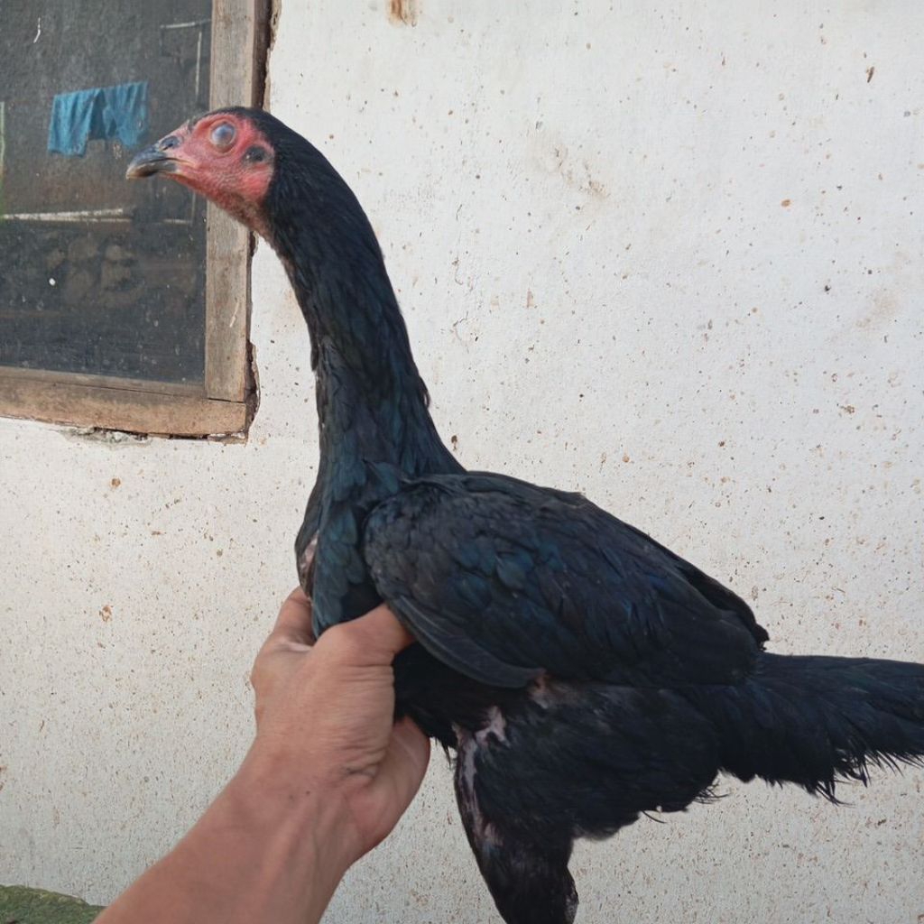 BIANGAN DARA AYAM TRAH JUARA@ MANGON ORI