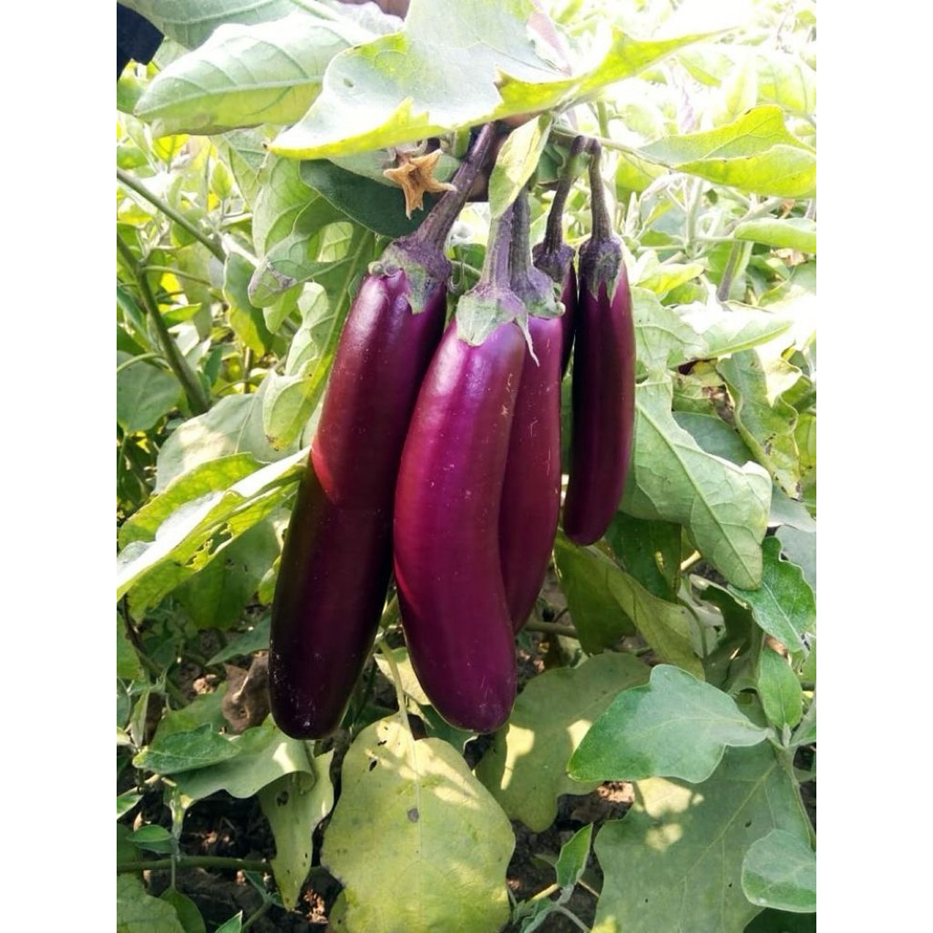 

terong ungu fresh 500gr