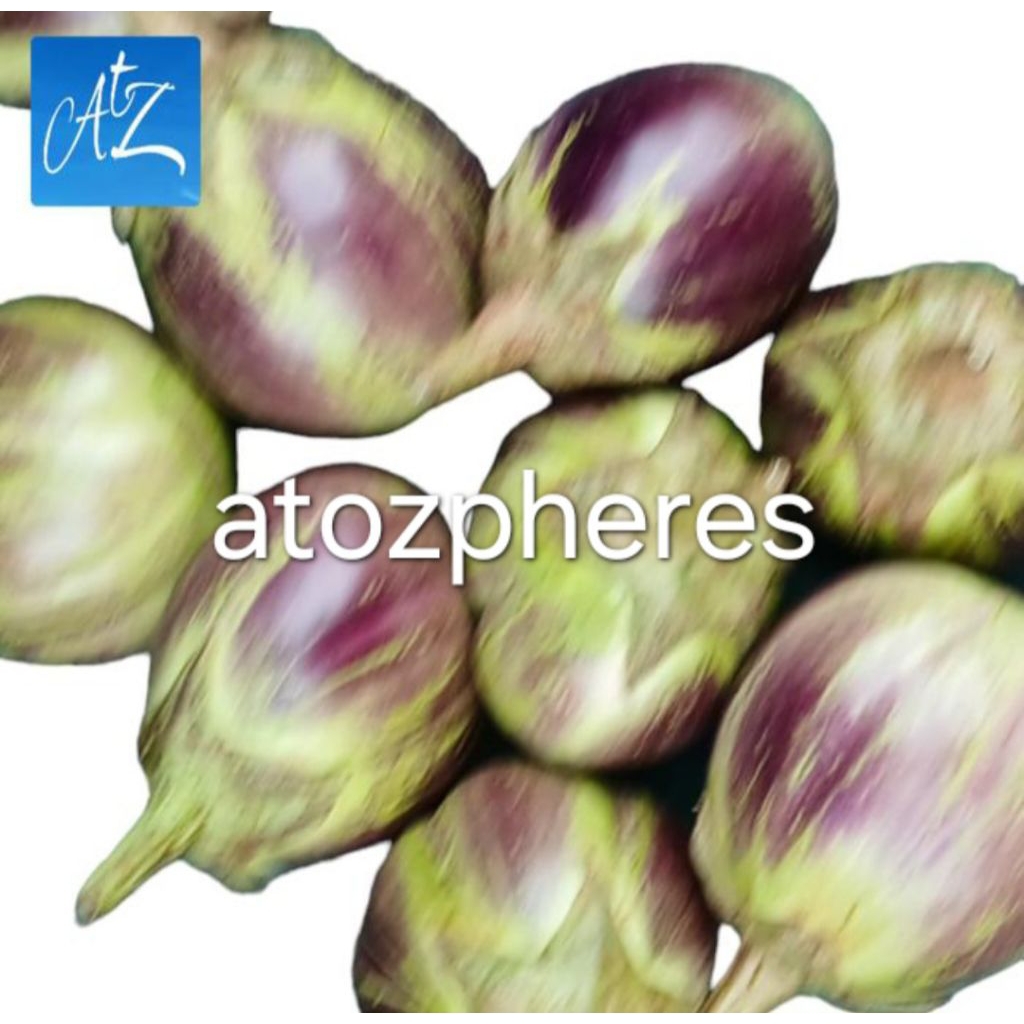 

Sayur terong ungu bulat bola ukuran besar segar pilihan fresh eggplant 500g