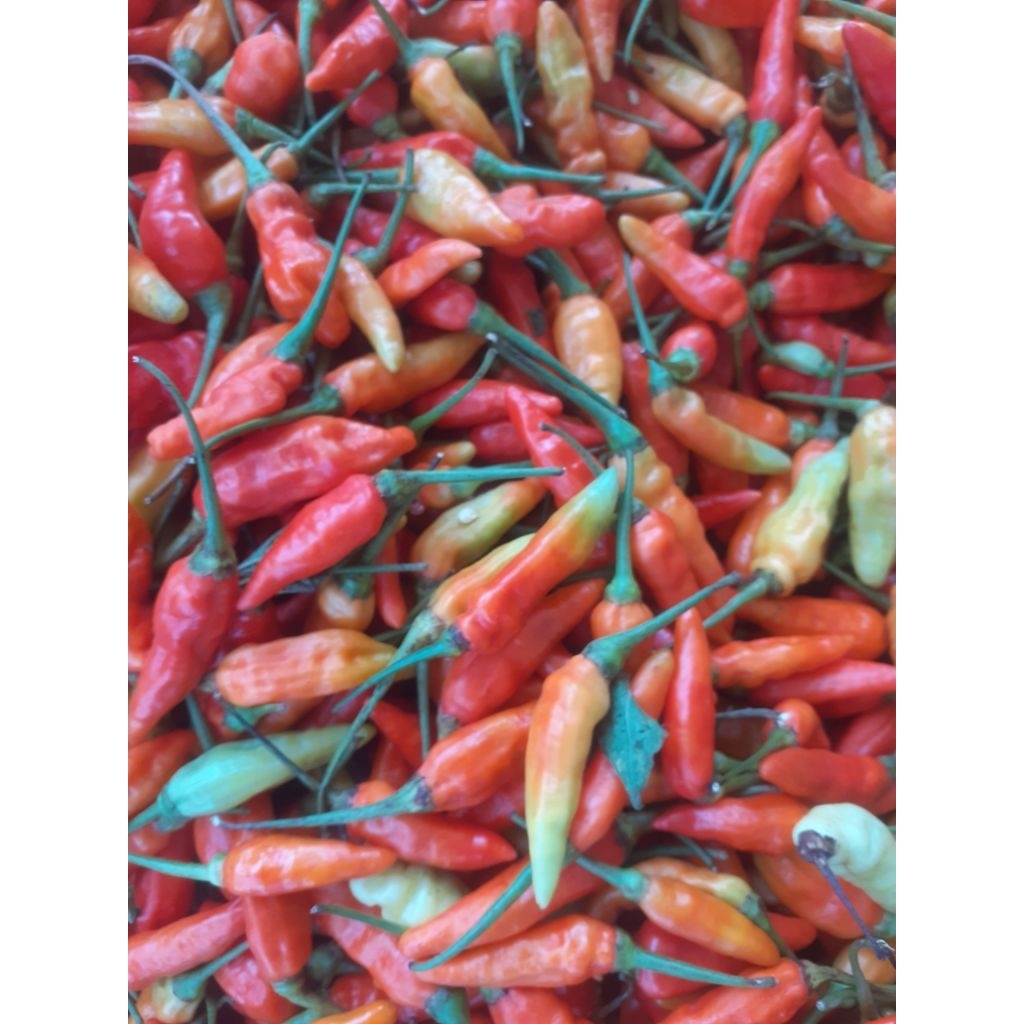 

cabe rawit merah pedas 500 gr Rp 19 500