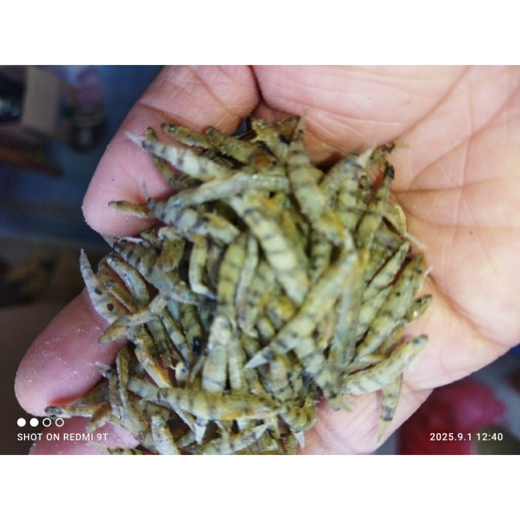 

IKAN PENJA ukuran Besar