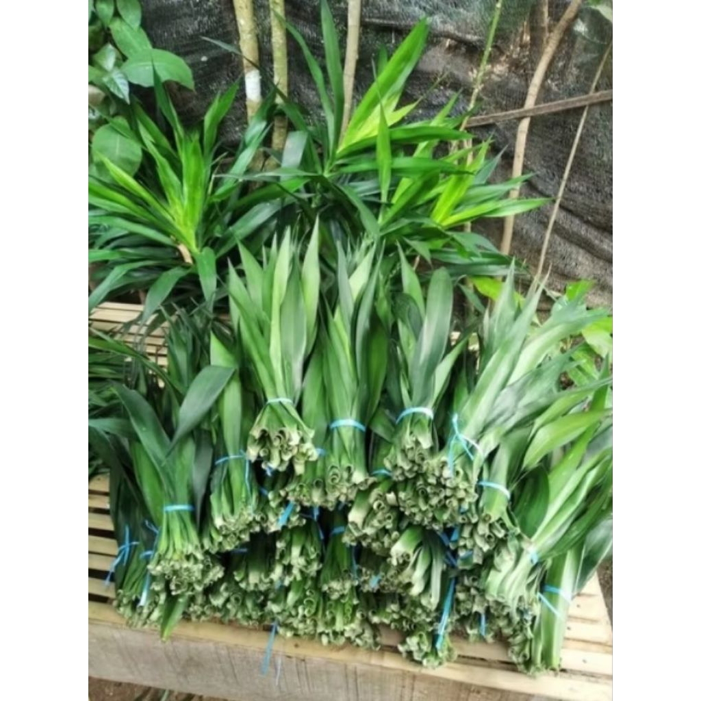 

Daun suji segar/daun pandan betawi 30 lembar pewarna makanan