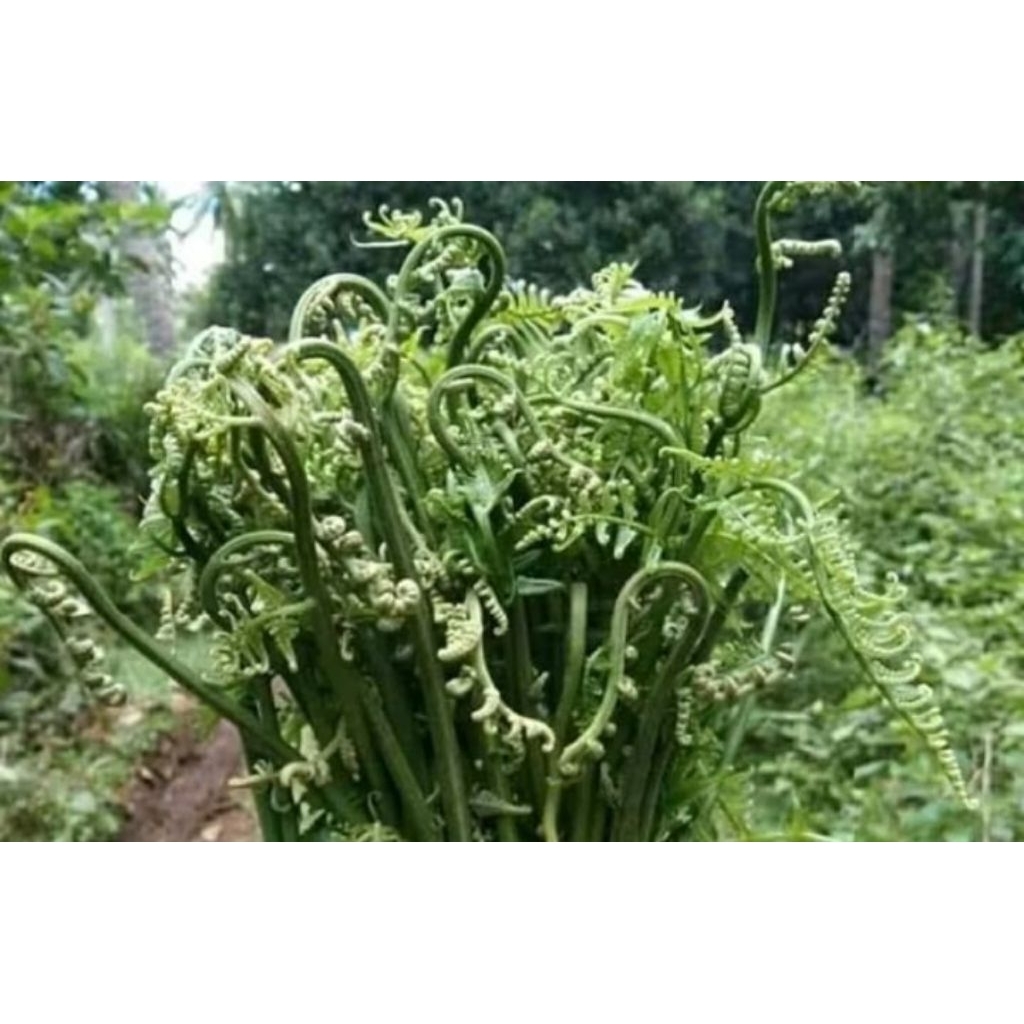 

pakis sayur segar fresh