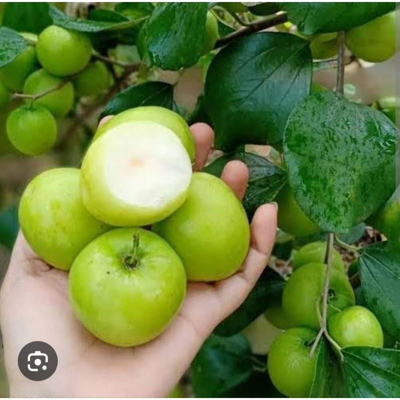 bibit apel futsa sudah berbuah