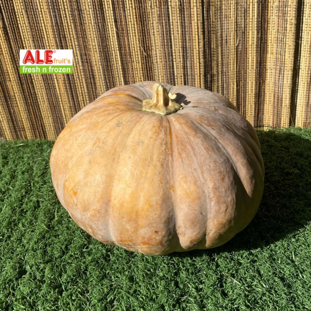 

Labu kuning fresh, pumpkin fresh, labu kuning sedang segar