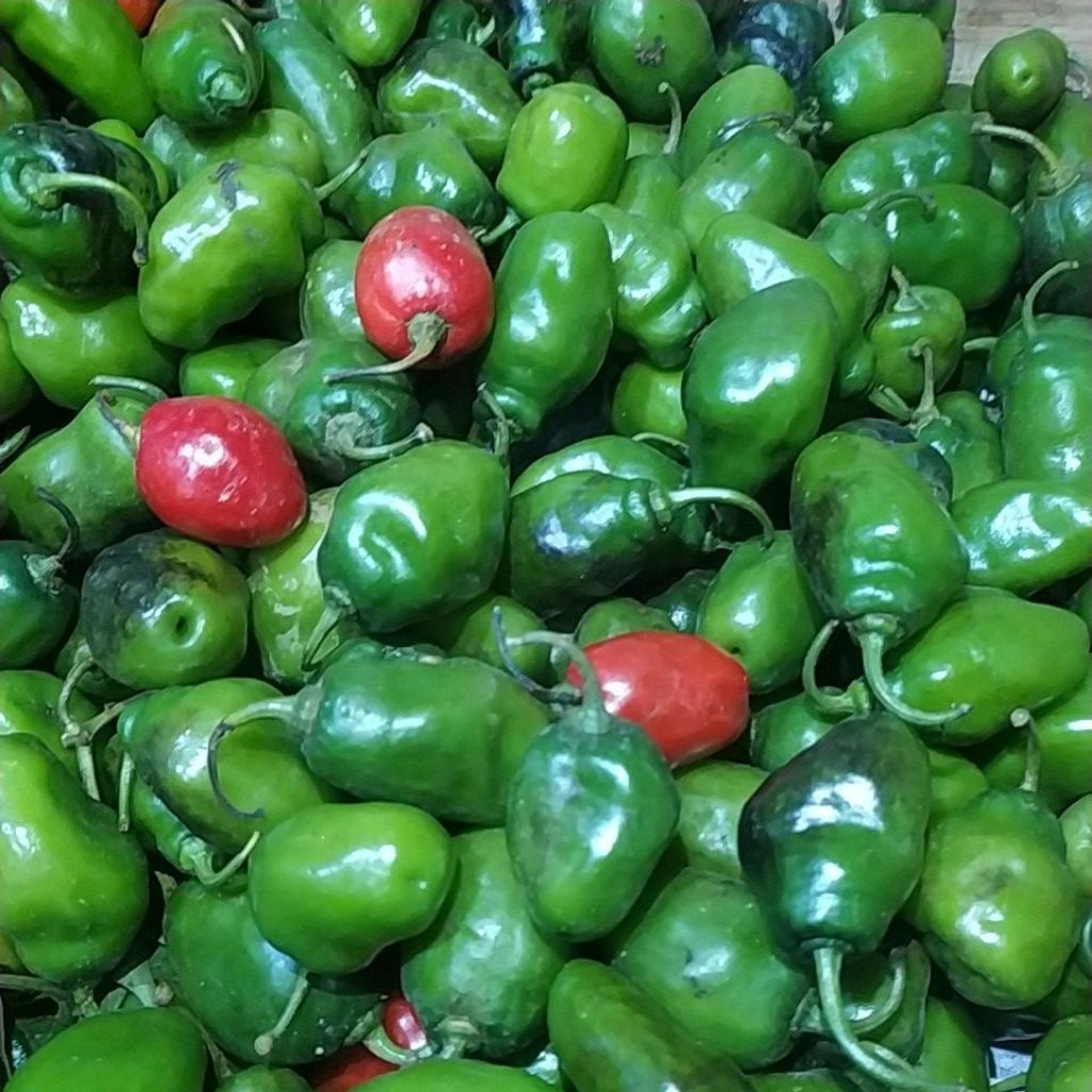 

cabe gendot ukuran sedang