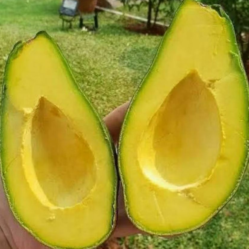 

ALPUKAT MENTEGA 1 KG