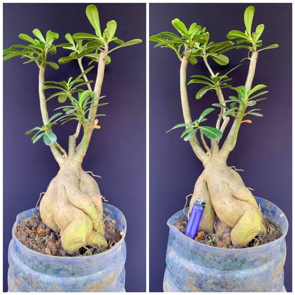 BONSAI ADENIUM | KAMBOJA JEPANG UKURAN JUMBO MURAH