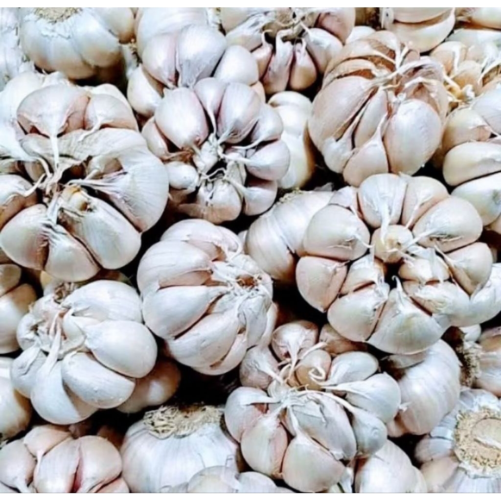 

bawang putih 1kg harga terbaik kualitas campur besar dan kecil