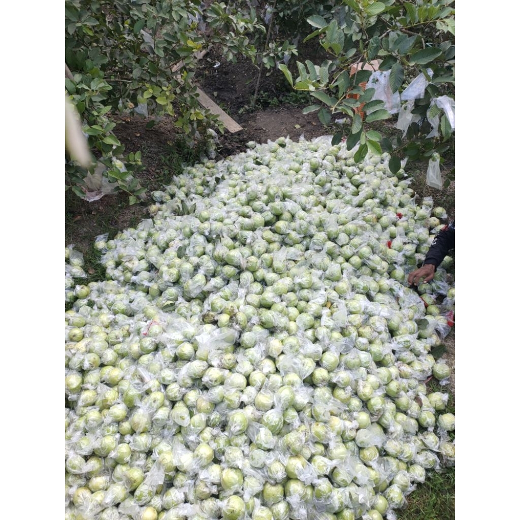Jambu Kristal Jember Manis Renyah Tanpa Biji Fresh Harian