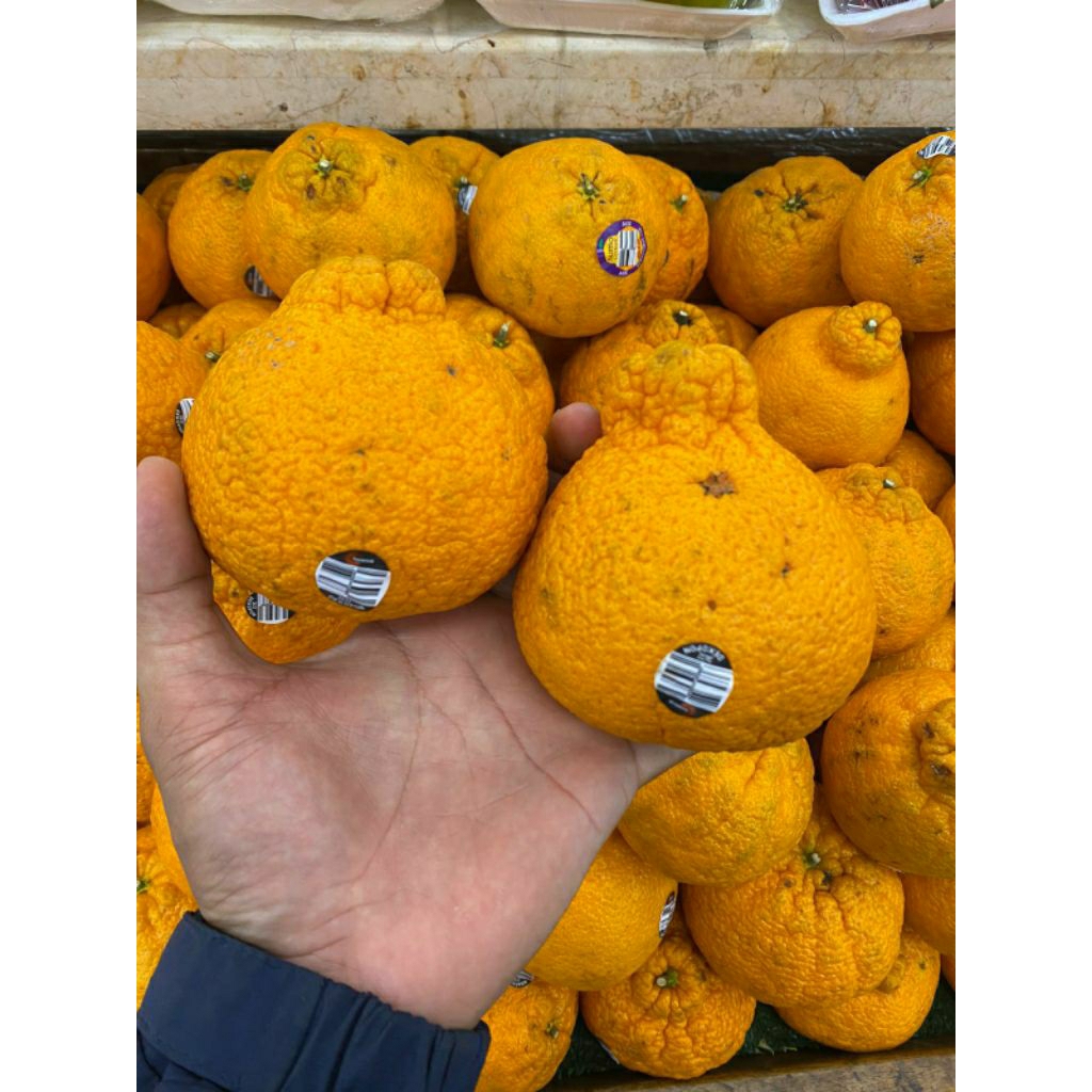 

jeruk dekovon Australia /kg