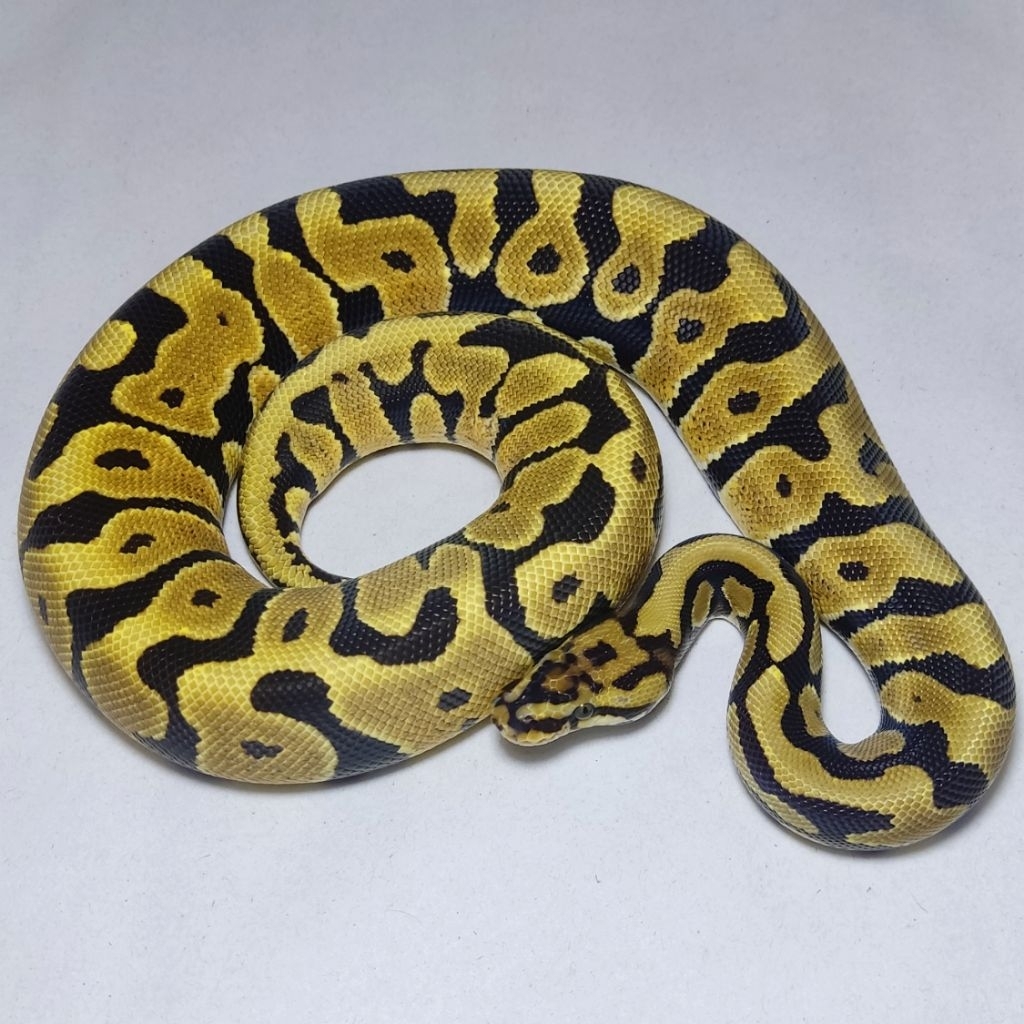 BALL PYTHON SPOTNOSE 66% HET DG CLOWN | FEMALE