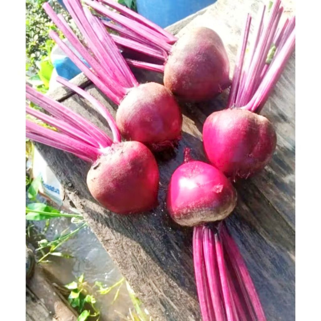 

BUAH BIT SEGAR 1kg SPEK SUPERMARKET