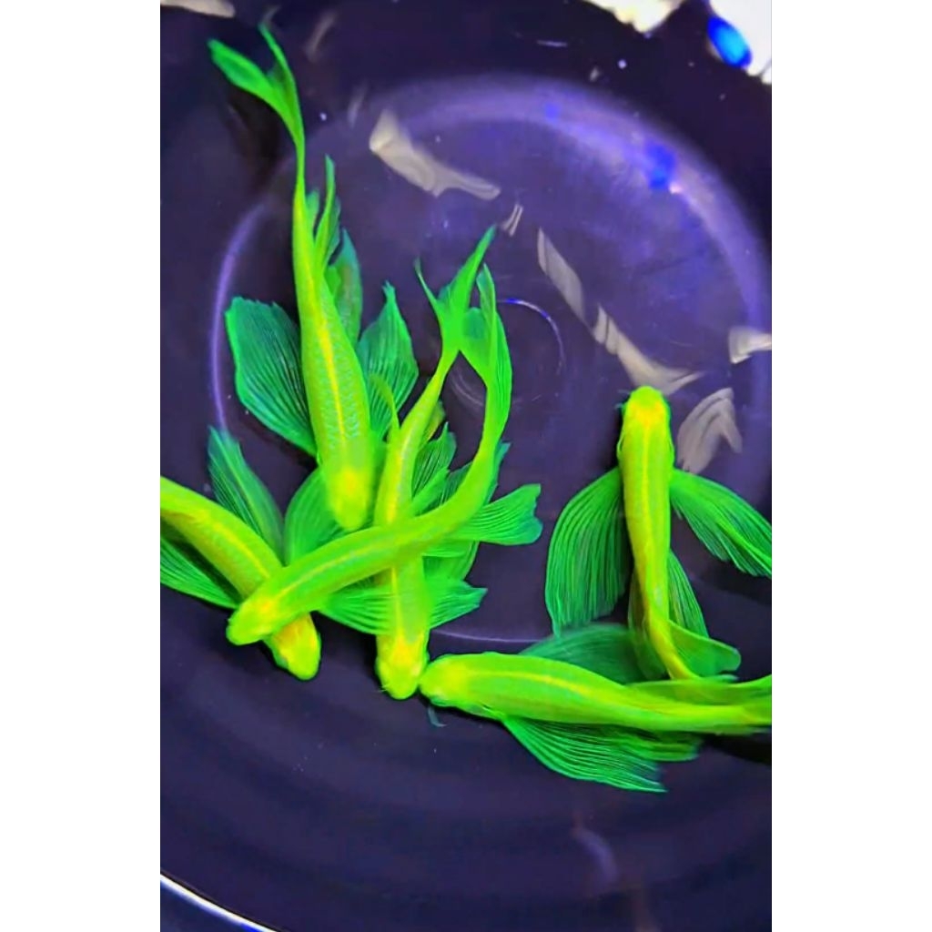 Danio Slayer Grade A (Paket 3pairs)