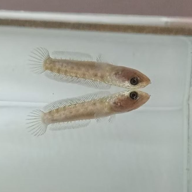 

promo terbatas - channa auranti cb single by Rd.fished