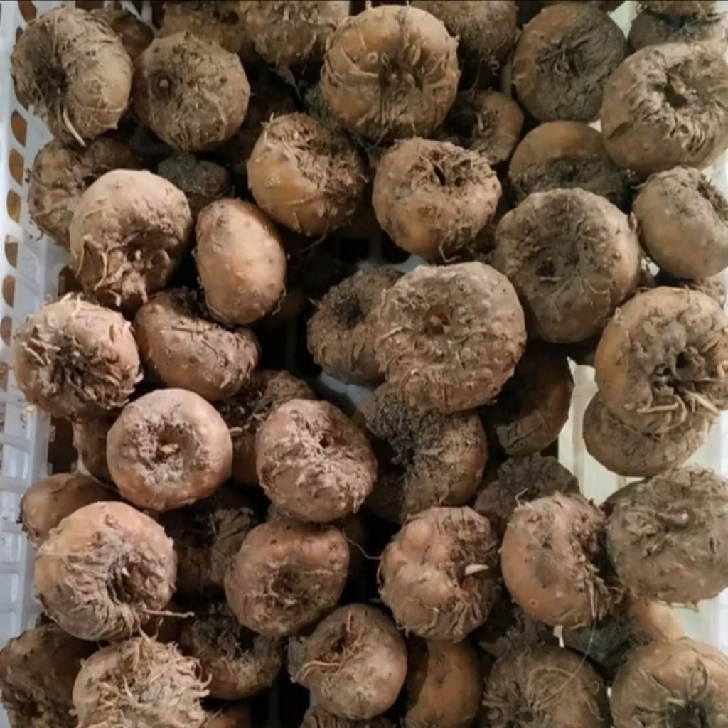 bibit porang mini /1 kg