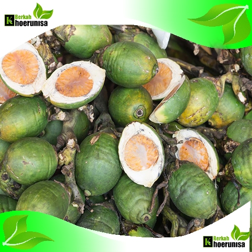 

Paket Kargo 5 kg Buah Pinang Muda segar fresh