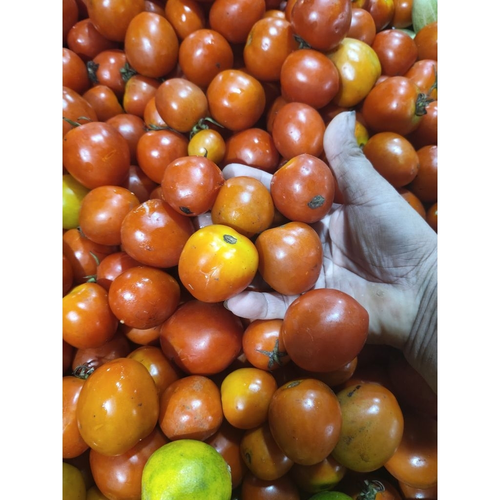

Tomat segar 3kg
