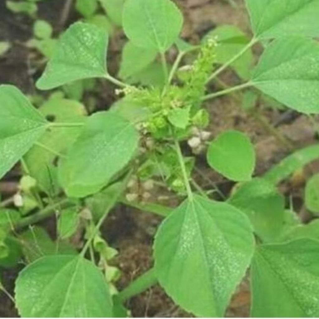 

daun anting anting 100gram