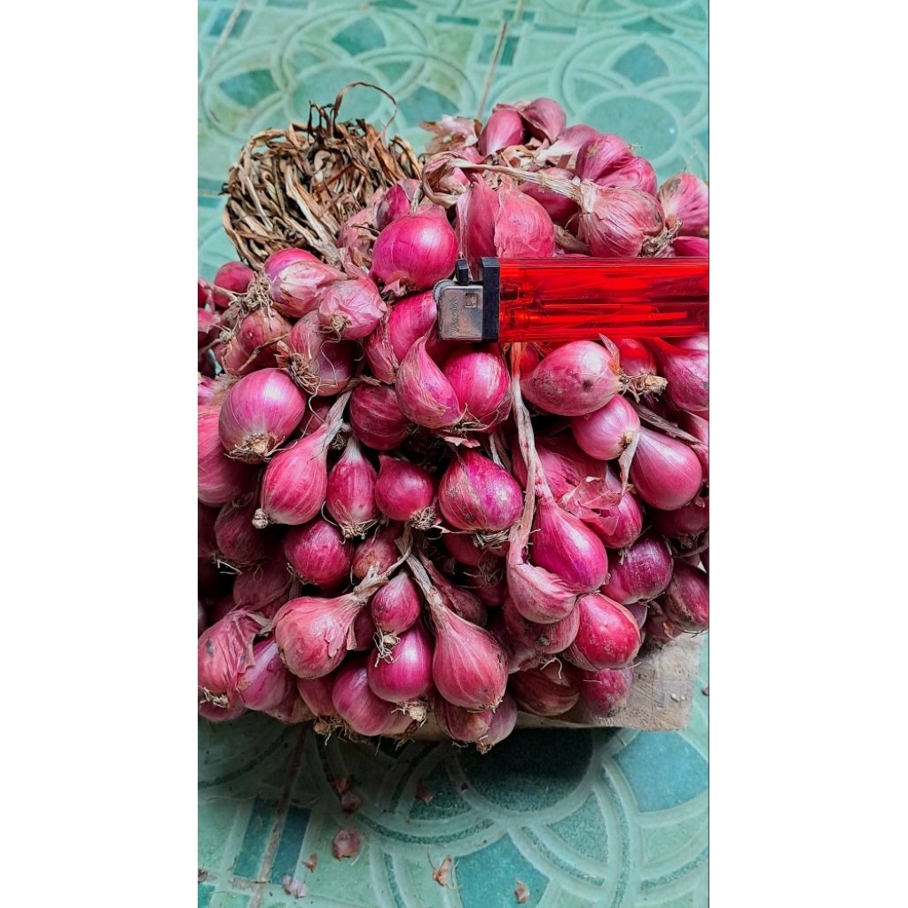 

Bawang umur 1 mingguan. Bawang asli brebes. Bawang askipan.