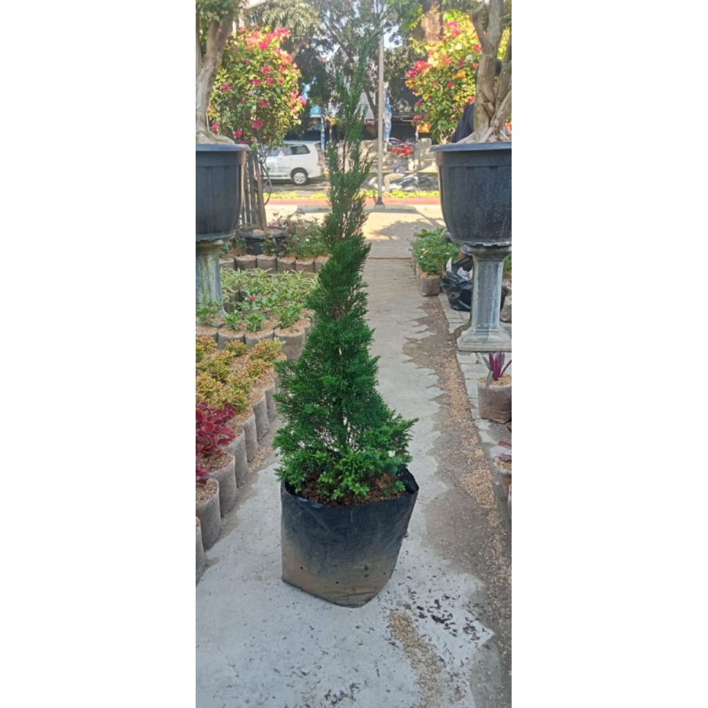 pohon cemara lilin tinggi 50 cm