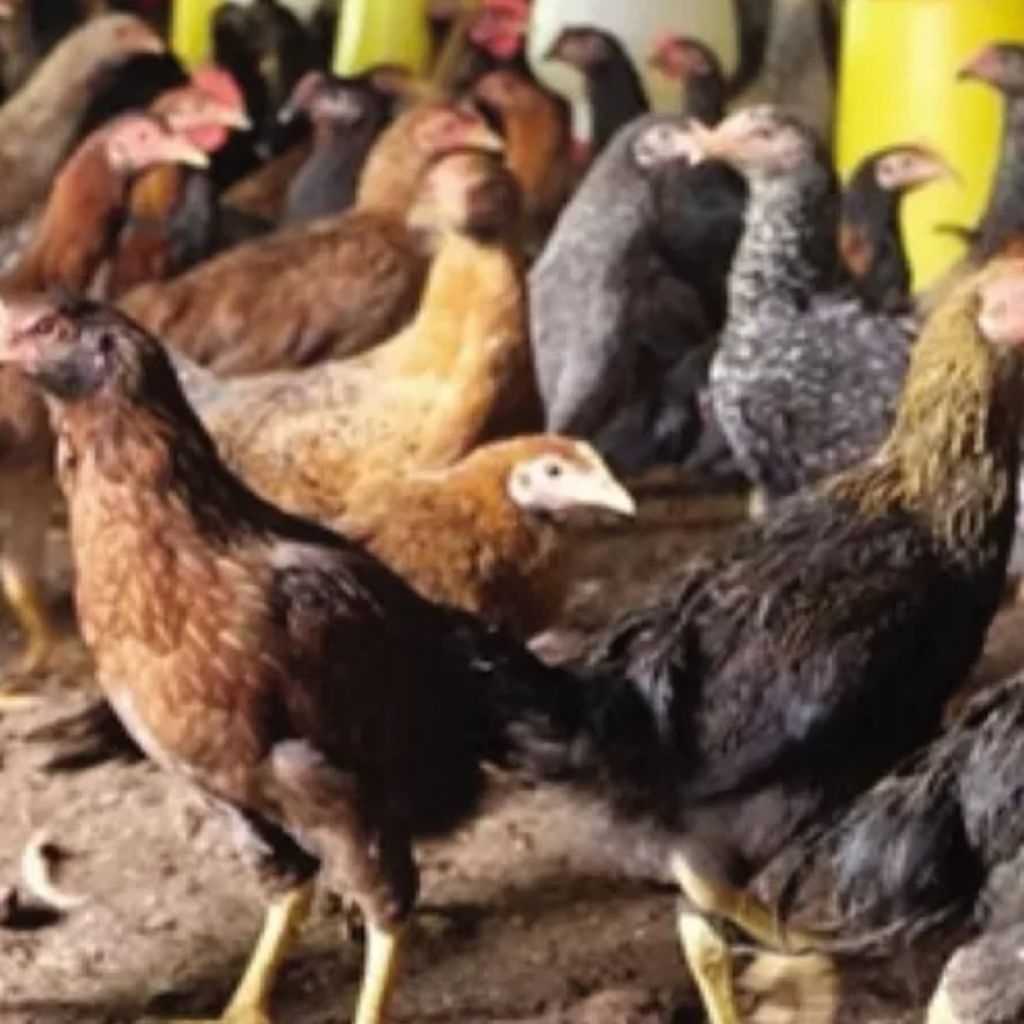 AYAM KUB KAMPUNG UNGGUL ANAK