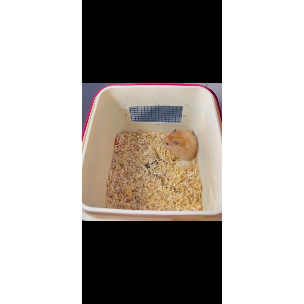 box kandang hamster