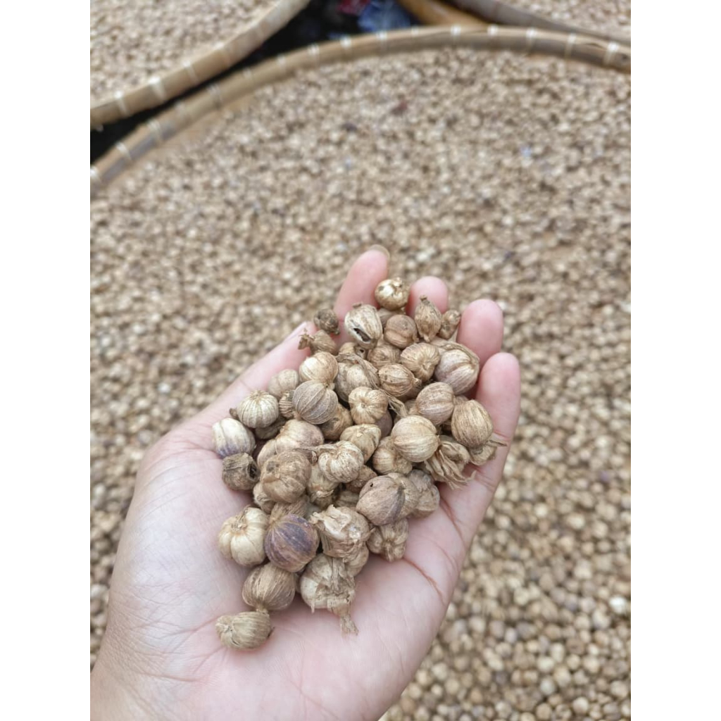 

Kapulaga Jawa Kering 100 gr / Kapulaga Lokal / Kapol