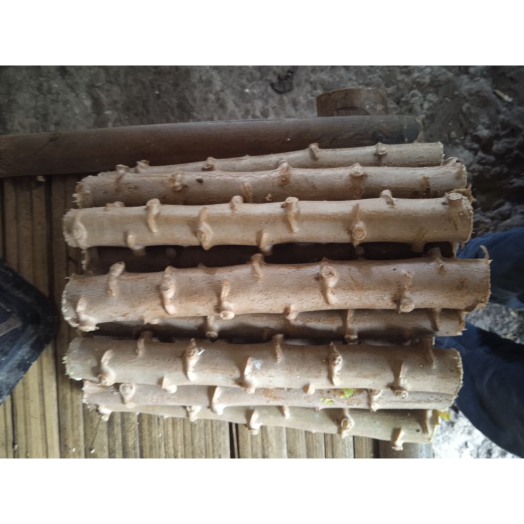 

singkong roti, isi 12 btng, 20cm