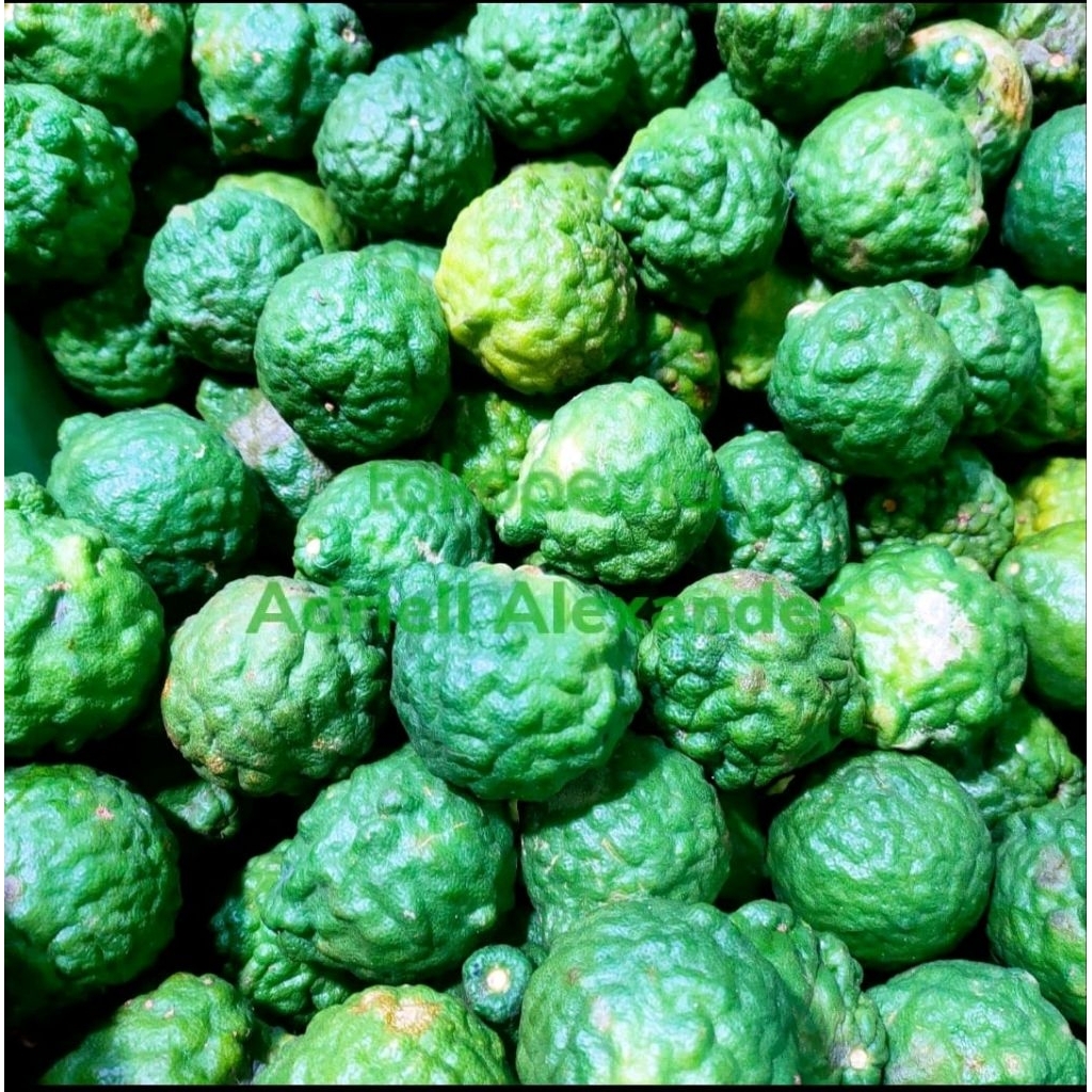 

Jeruk Purut Segar / jeruk purut kiloan