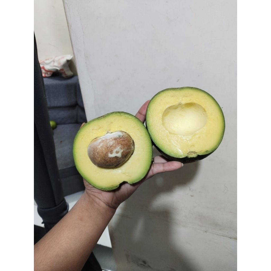 

Alpukat Jenis Markus