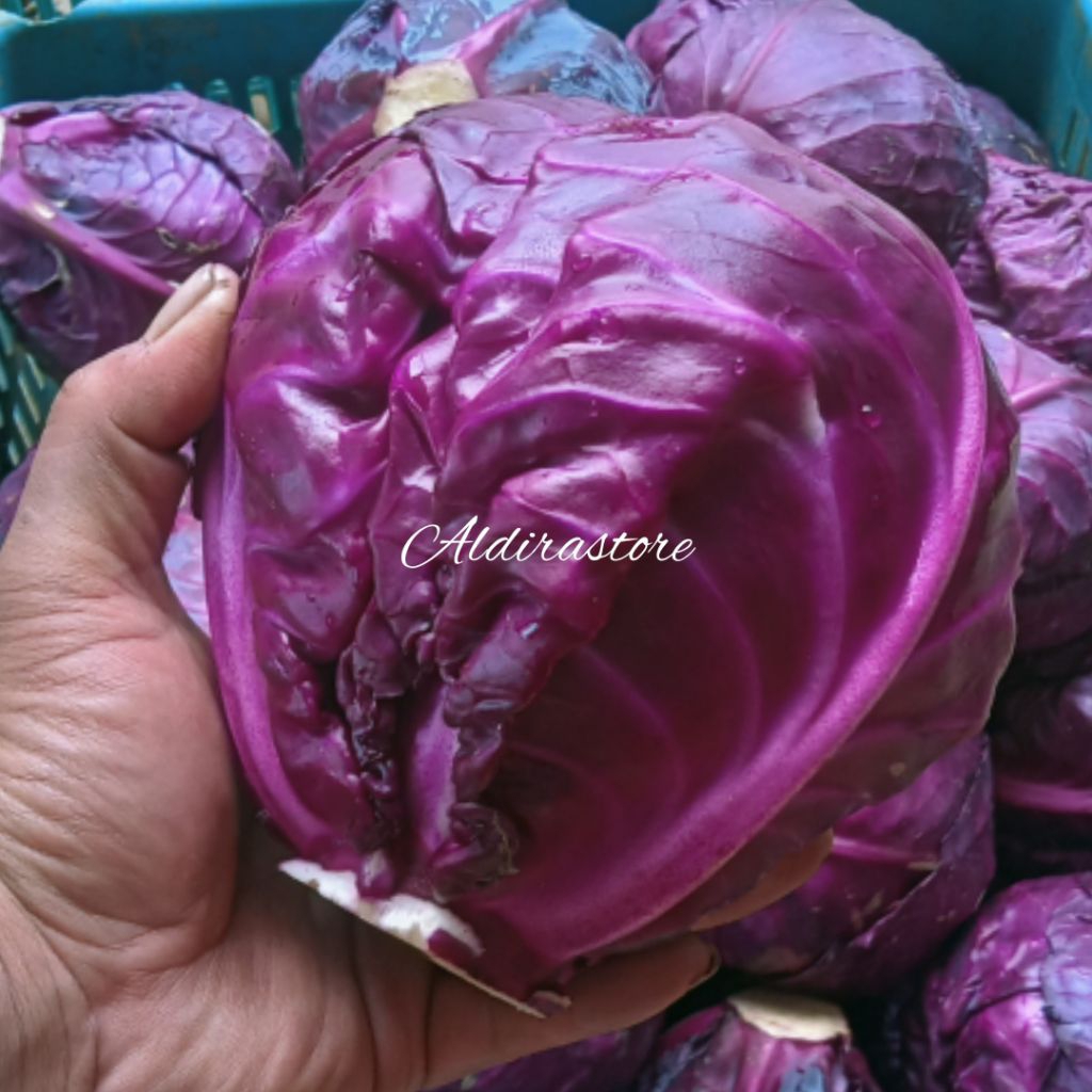 

Kol Merah Segar | Red Cabbage Fresh | Sayur Sehat untuk Salad, Tumisan, Acar | 1kg