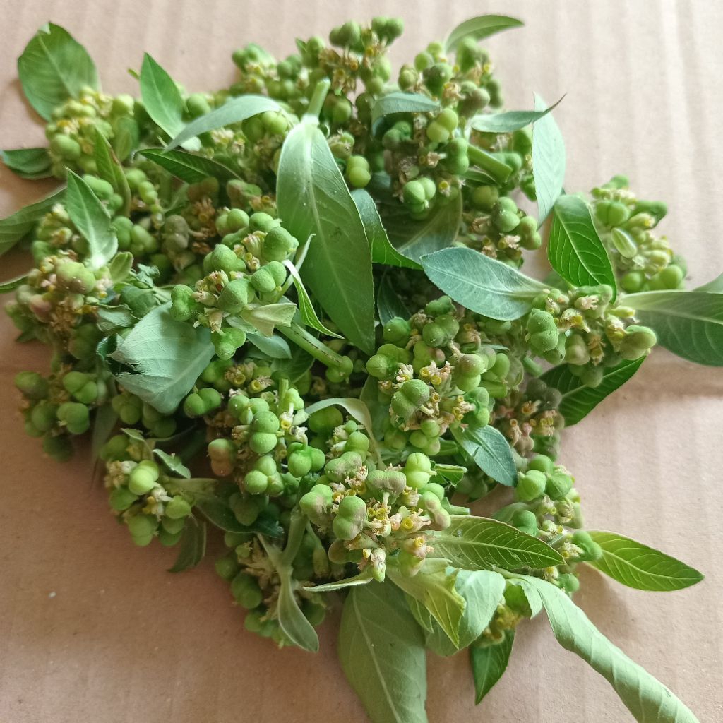 Jual buah sena ataw katemas kuwalitas bagus 50 g