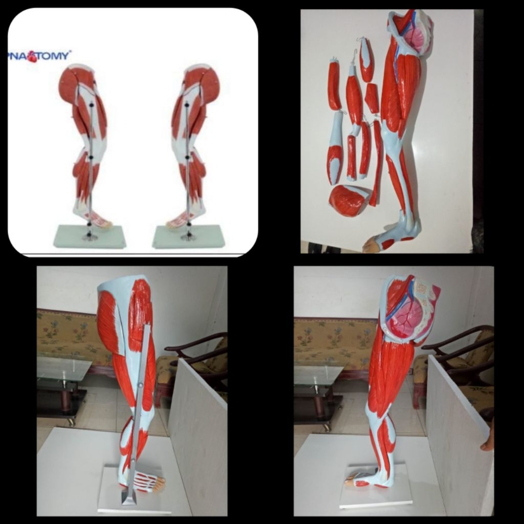 Model Otot Paha (Request) |Phantom|Manikin|Manekin|Anatomi