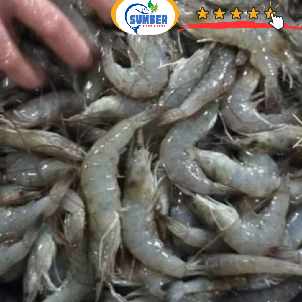UDANG VANAME SEDANG TANGGUNG SEGAR 1 KG