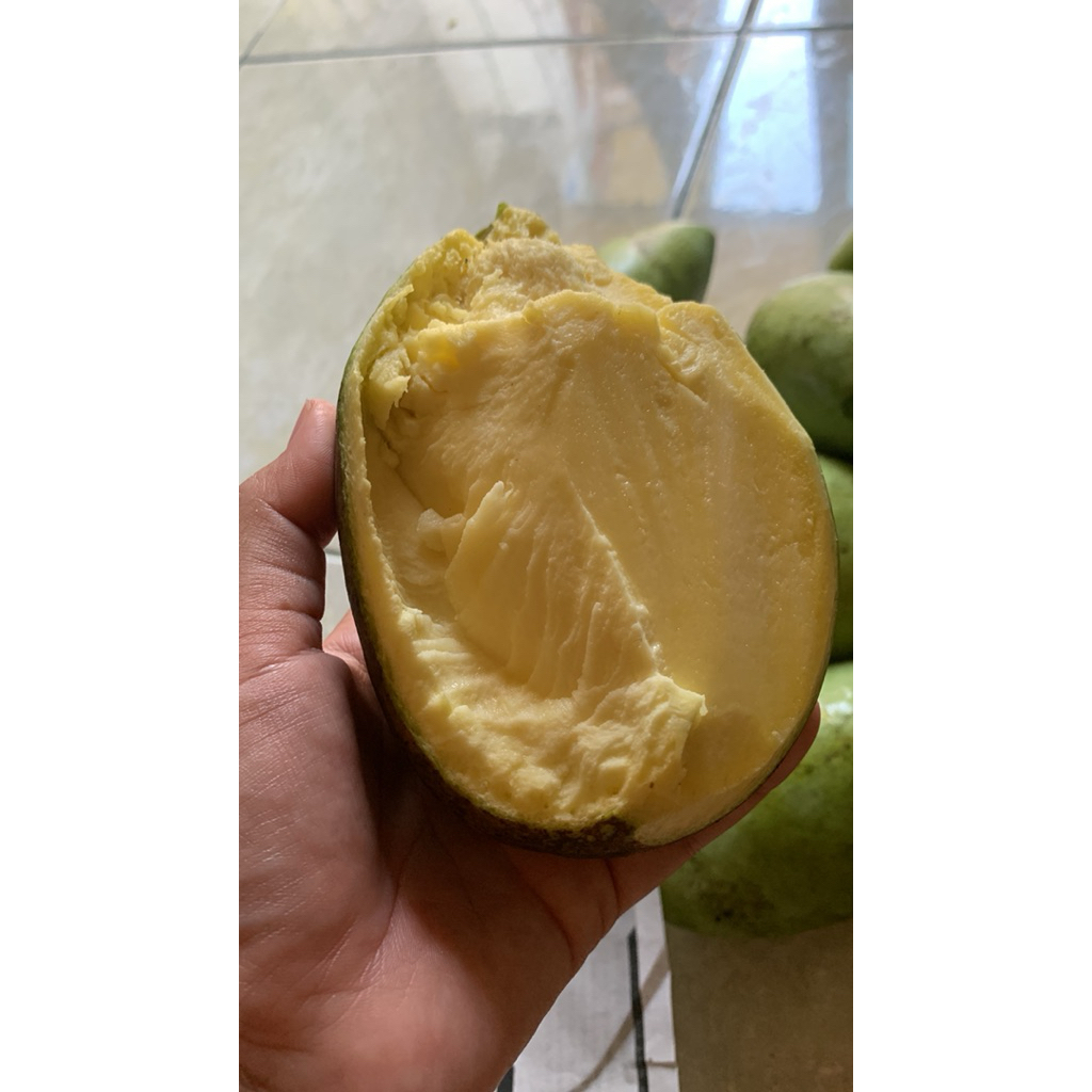 

Mangga Podang muda fresh kriuk