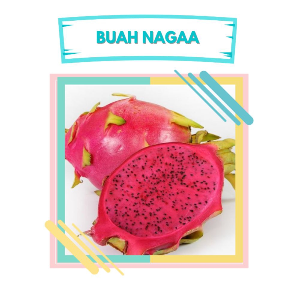 

Buah naga