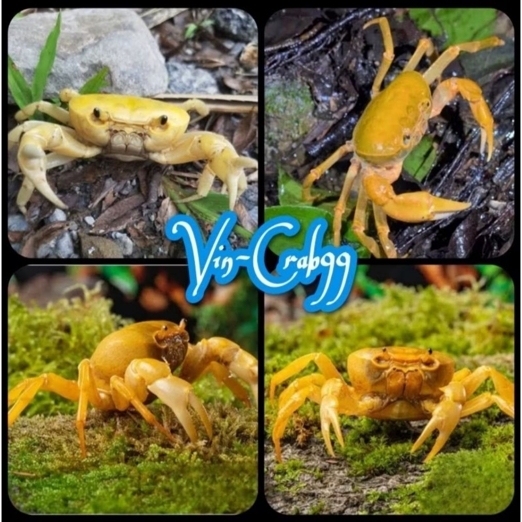 Kepiting Full Air Tawar Banana Crab (Geothelphusa Albogilva)