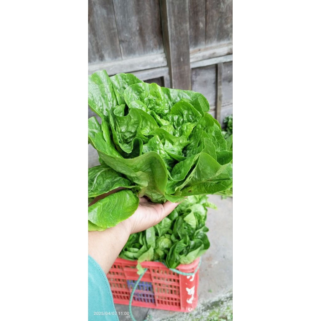 

Romain pinokio fresh (500gr) krupuknya sayuran