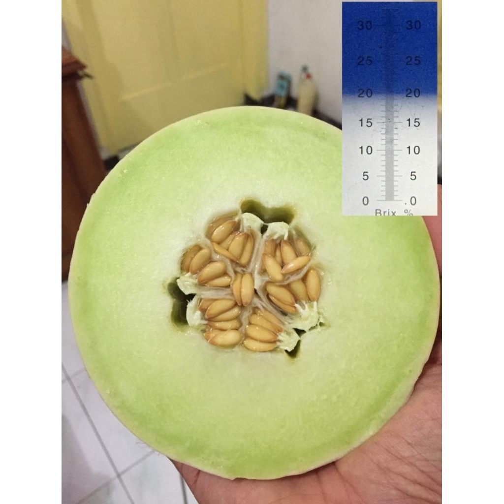 

Melon Salju Honey Dew