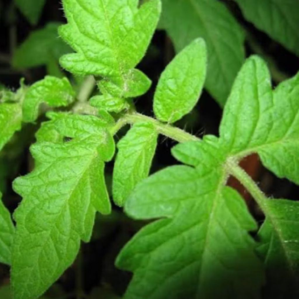 

Daun tomat segar fresh petik langsung