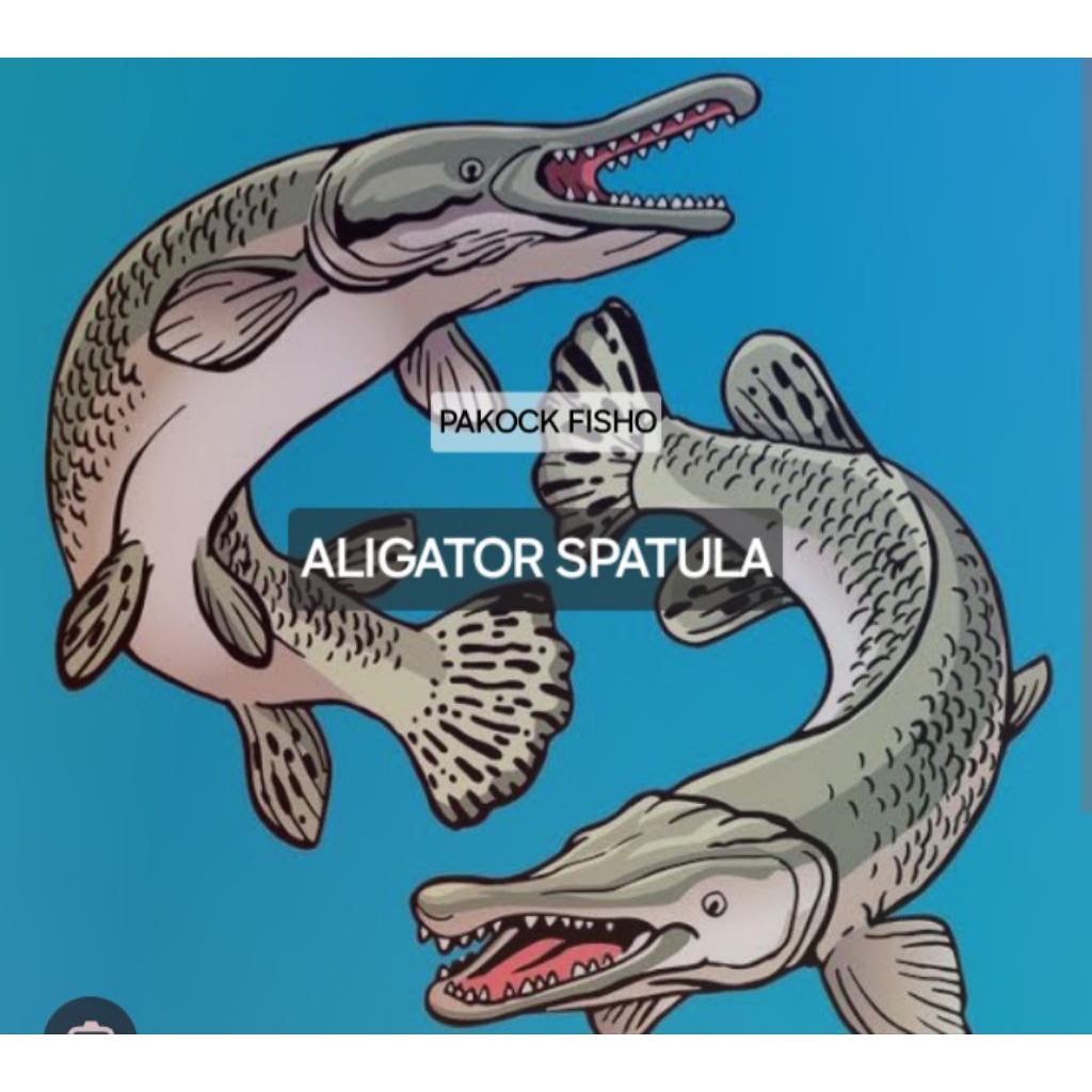 

014- kardus packing isi Gator Spatula size 8-10 cm || Bisa COD