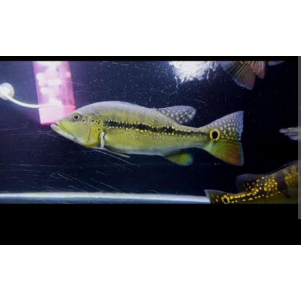 

009- kardus packing isi PBAS Xingu size 8-10 || Bisa COD