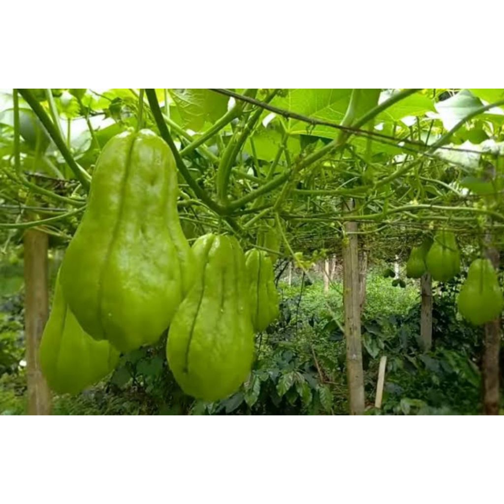 

labu Siam masih fres langsung di petik dari ladang berat 1kg