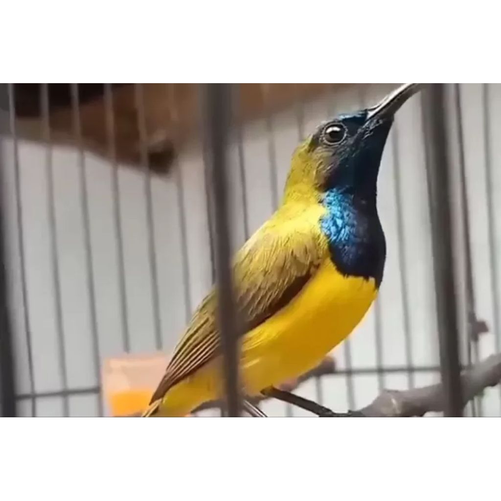 Burung Sogon Jantan Metalik dasi hitam Terbaik