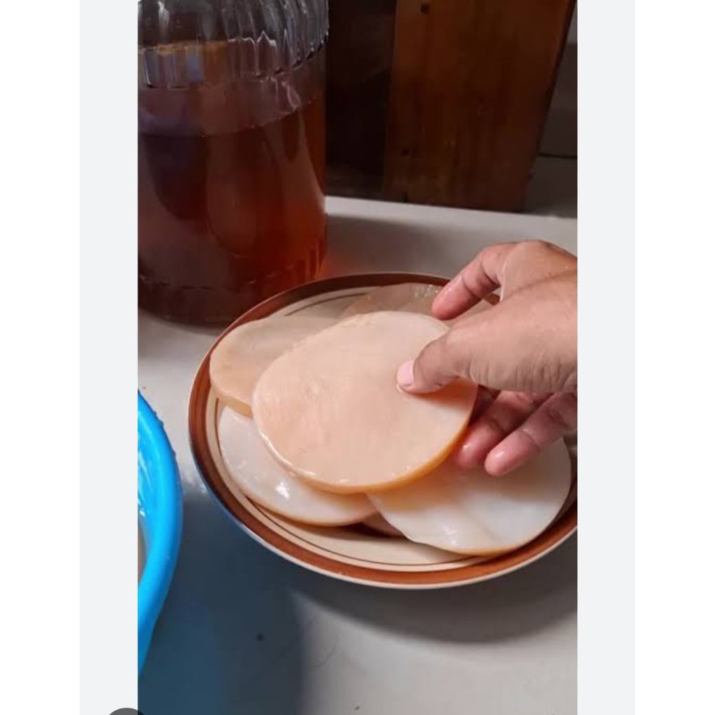 

bibit kombucha scooby diameter 10cm+200ml starter