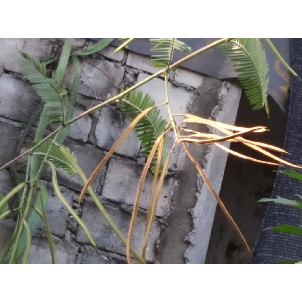 kelentang bunga Turi kuning/biji kering harga/biji klentang (isi -+25butir)