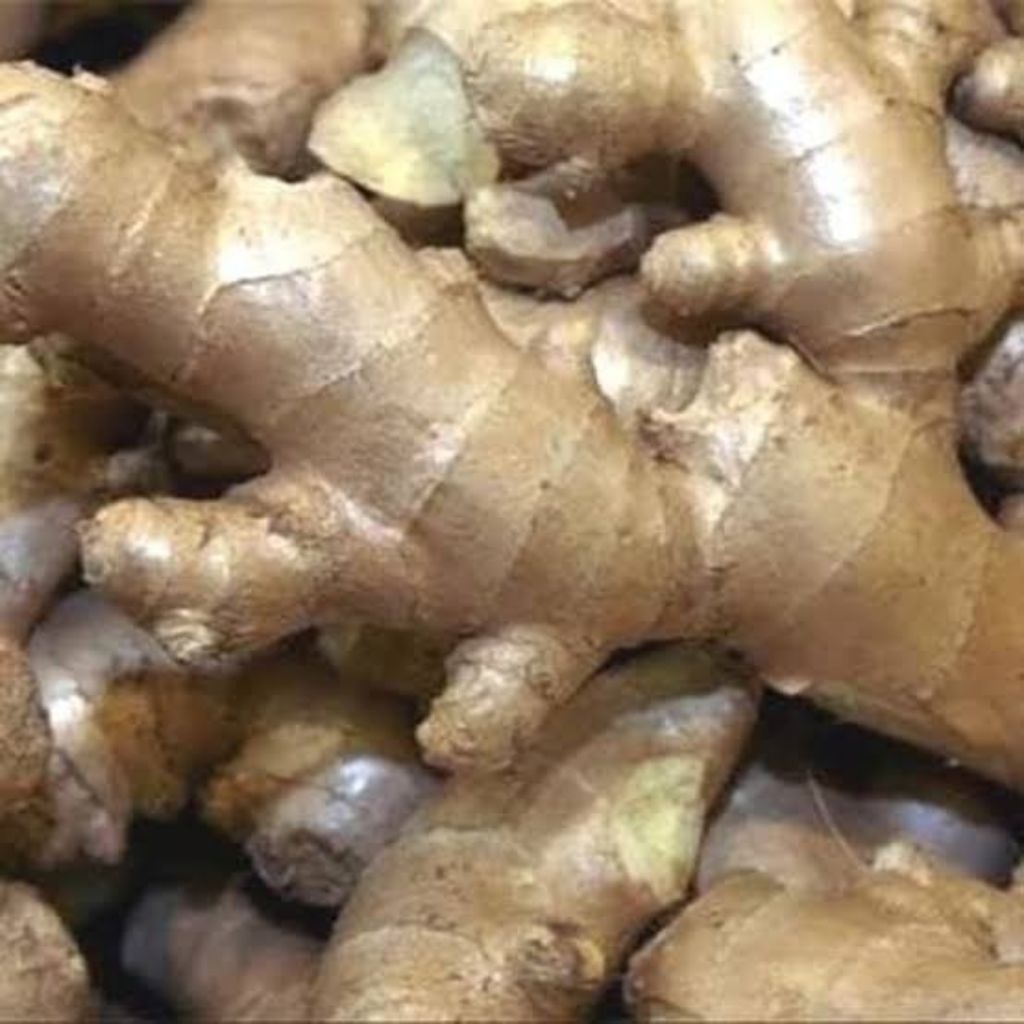 

Jahe gajah. berkhasiat banyak sekali buat kesehatan. bisa menghangatkan tubuh.dan kekebalan tu ubuh