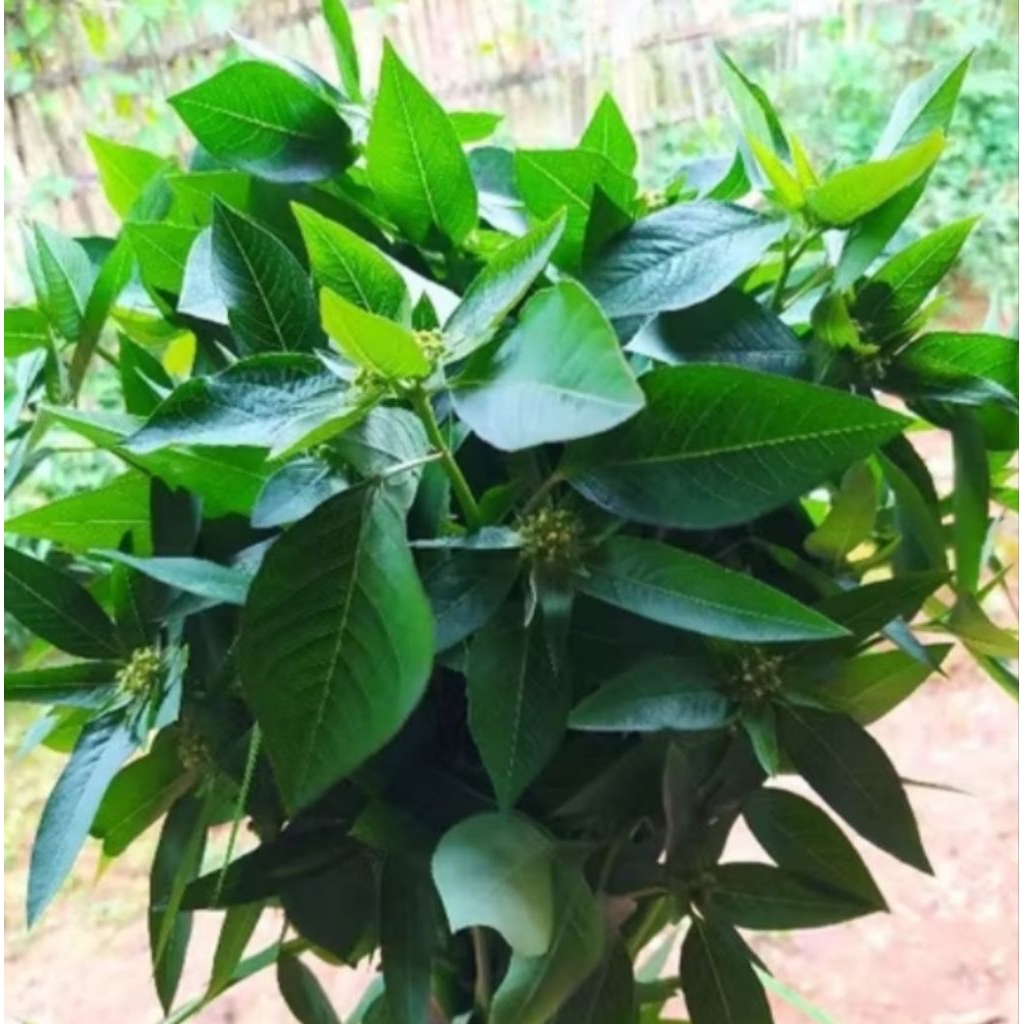 

daun sena/petik mas segar 500 gram termurah